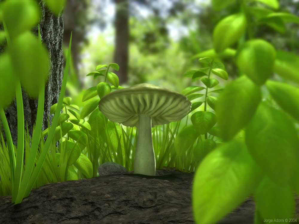 Artistic Mushroom Picture