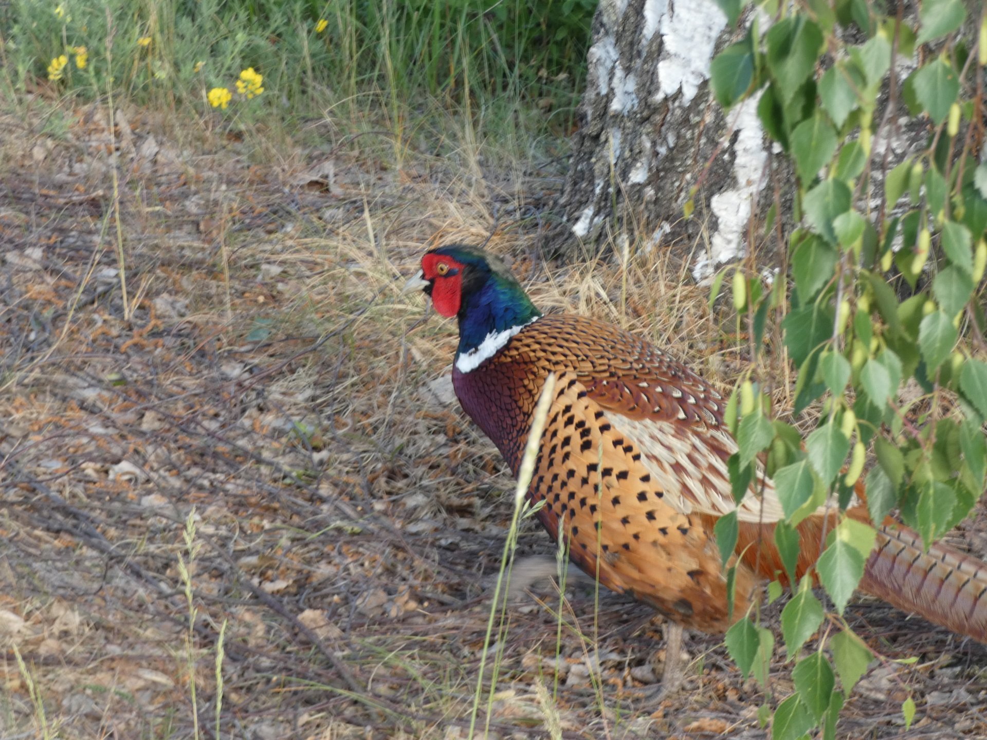 Animal pheasant Image