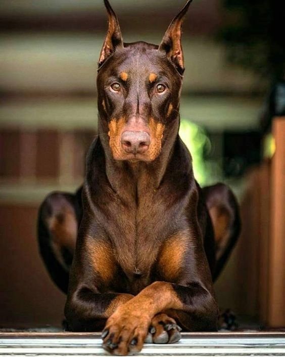 Animal doberman pinscher Image