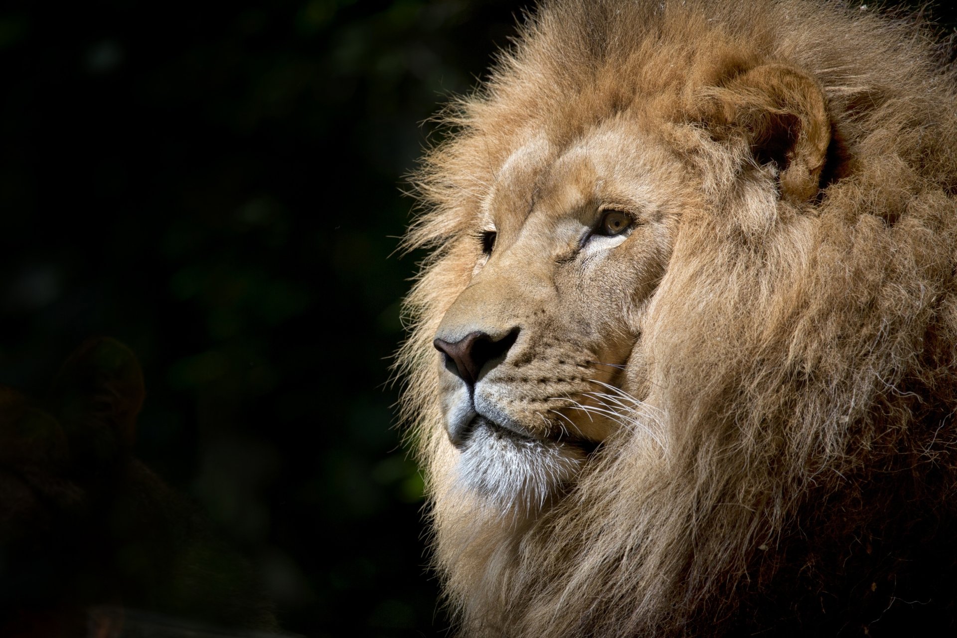 Download Animal Lion Image