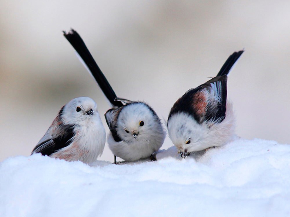long-tailed tit Animal titmouse Image