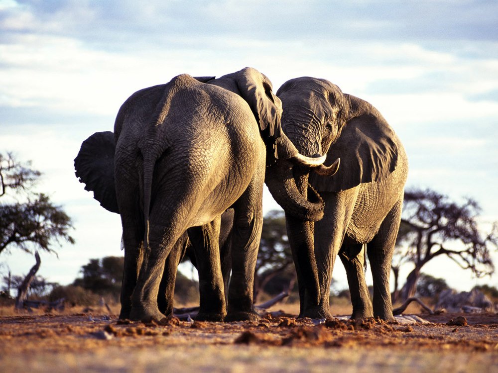 Animal elephant Image