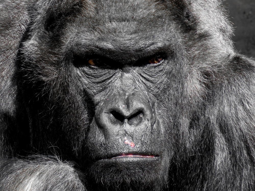 Animal gorilla Image