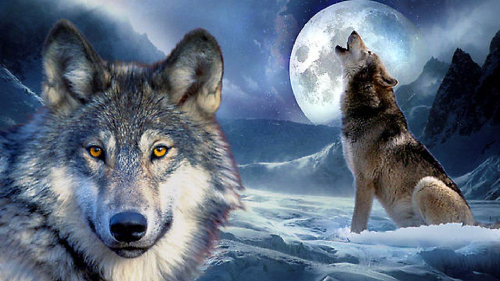 Wolf (sói): \