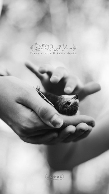 Preview Image 201553