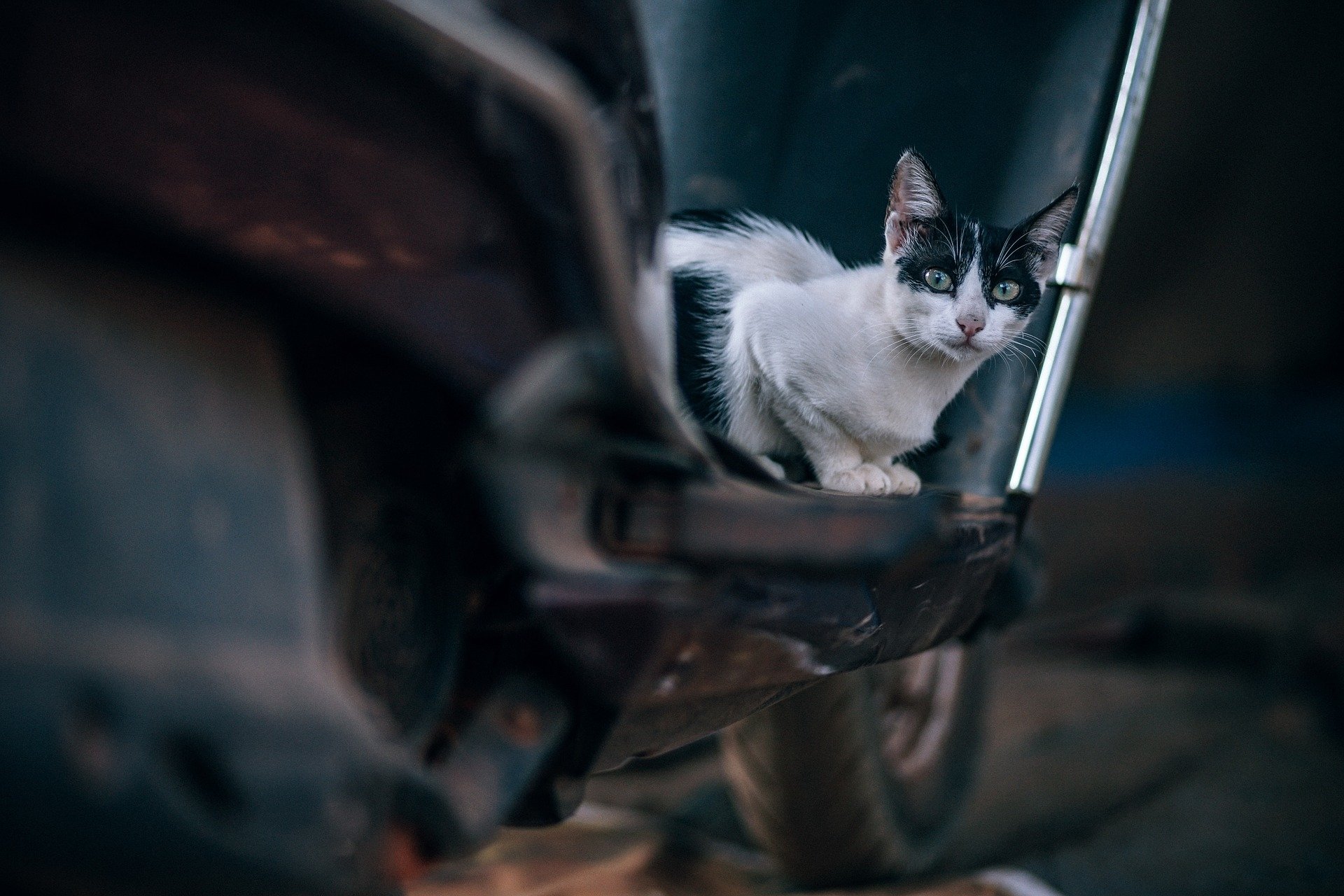  Black and White Cat on a Scooter by Igor Ovsyannykov