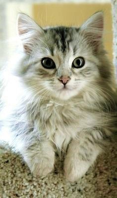  Adorable Kitten