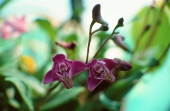 Preview Flowers-Nature