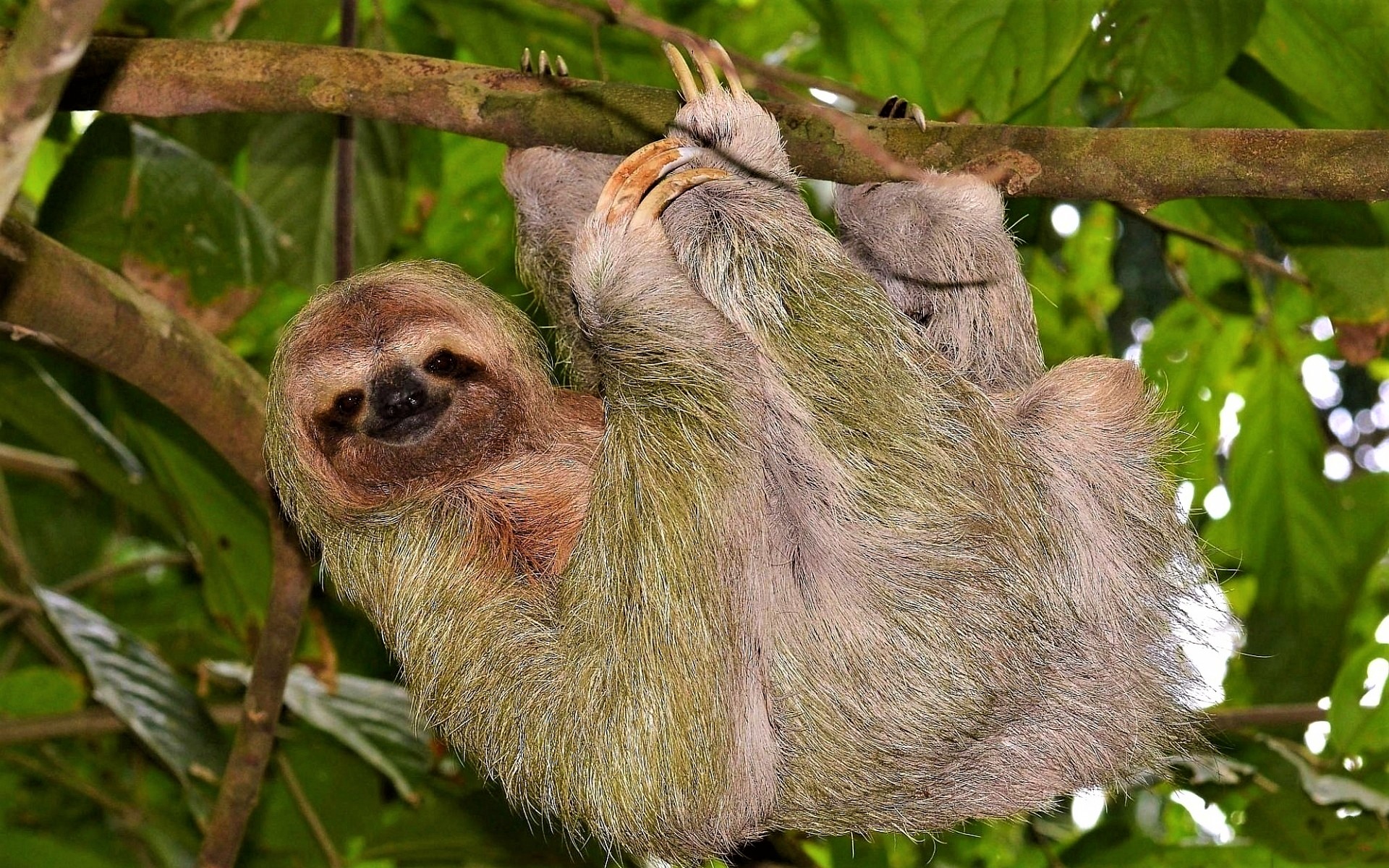 Sloth Picture - Image Abyss