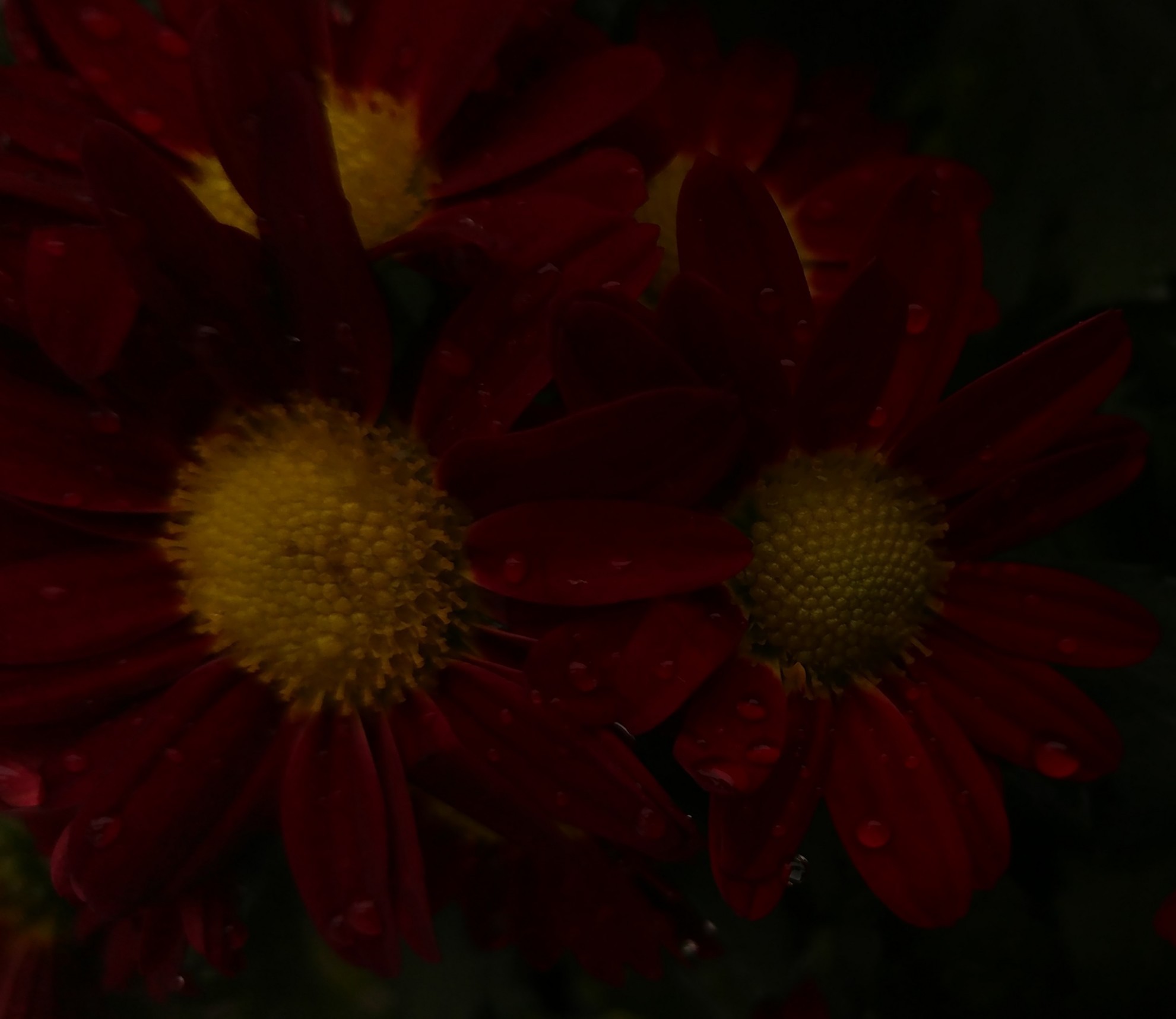 Majenta Flowers: Red Chrysanthemums by Demasc1 - Image Abyss