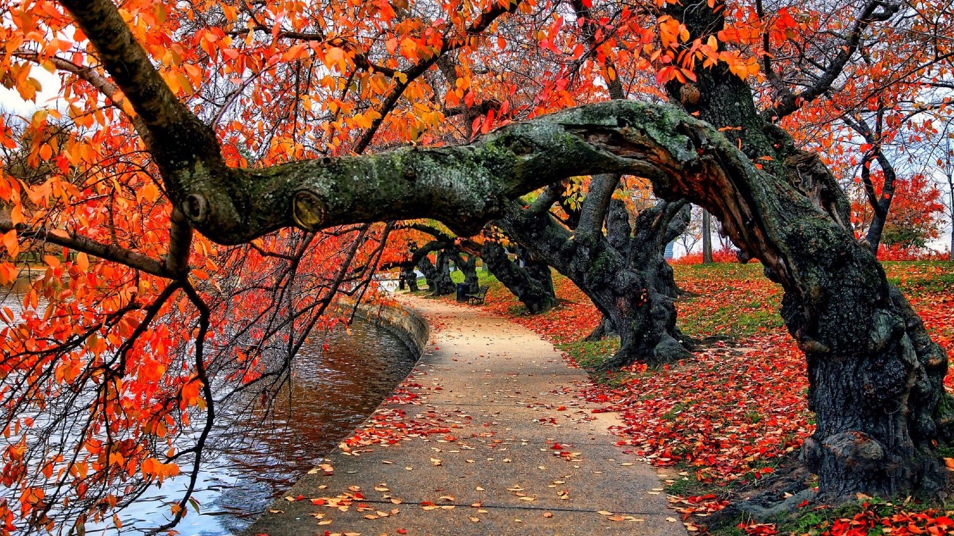 Tree Branches over the Lake - Image Abyss