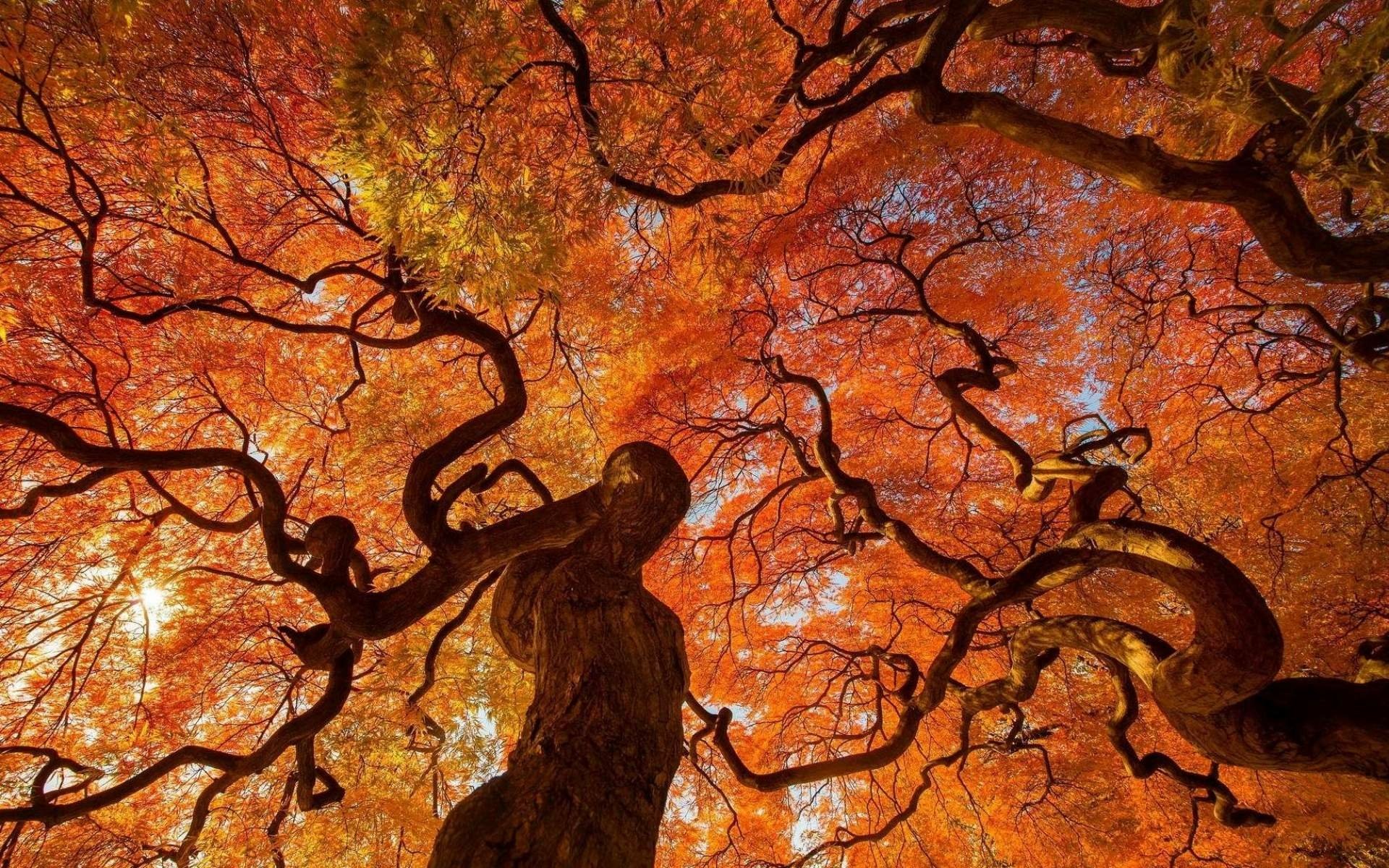  Autumn Tree by Danny Dungo