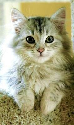 Download Kitten Animal Cat Image
