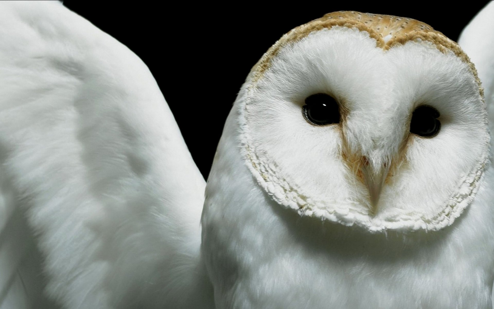 Close-up of a white barn owl with dark eyes and a heart-shaped face, set against a black background.