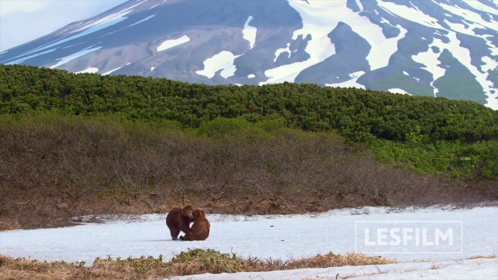 movie Kamchatka Bears. Life Begins Image