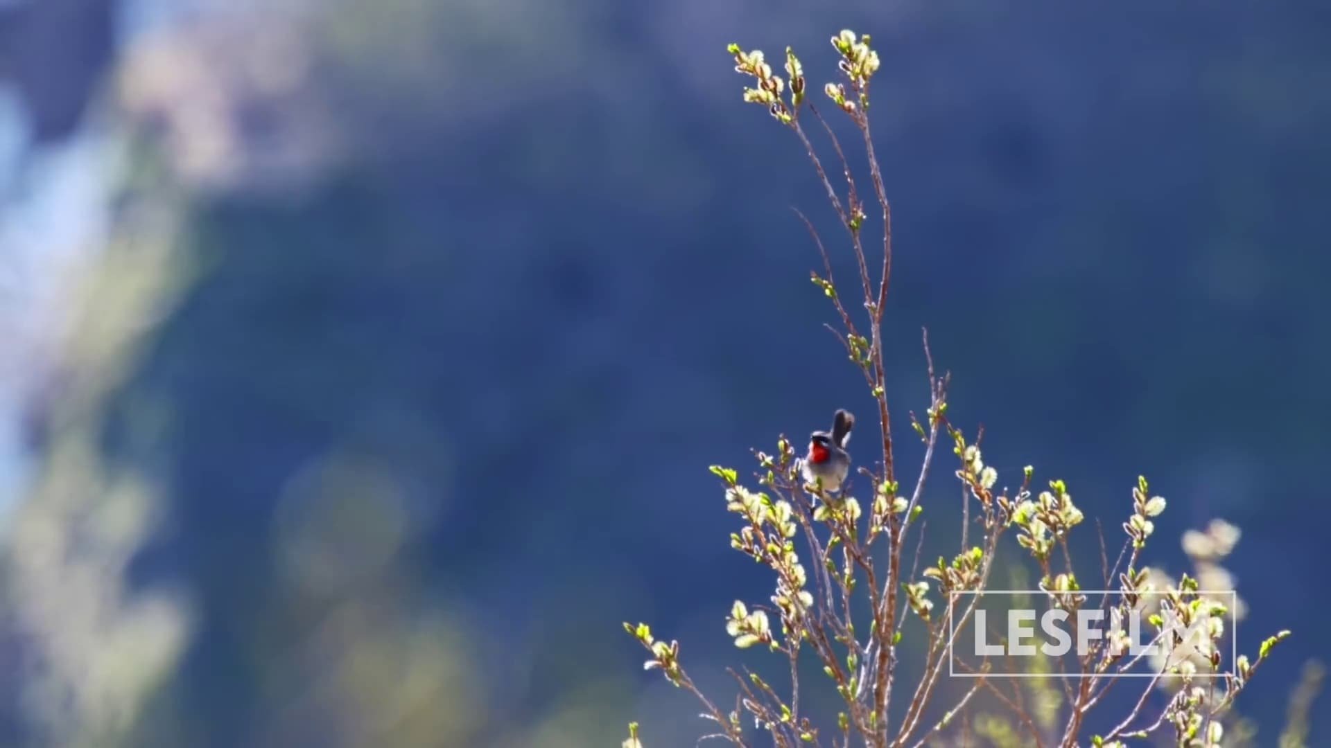 movie Kamchatka Bears. Life Begins Image