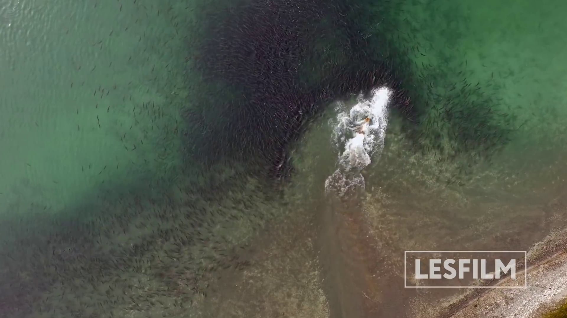movie Kamchatka Bears. Life Begins Image
