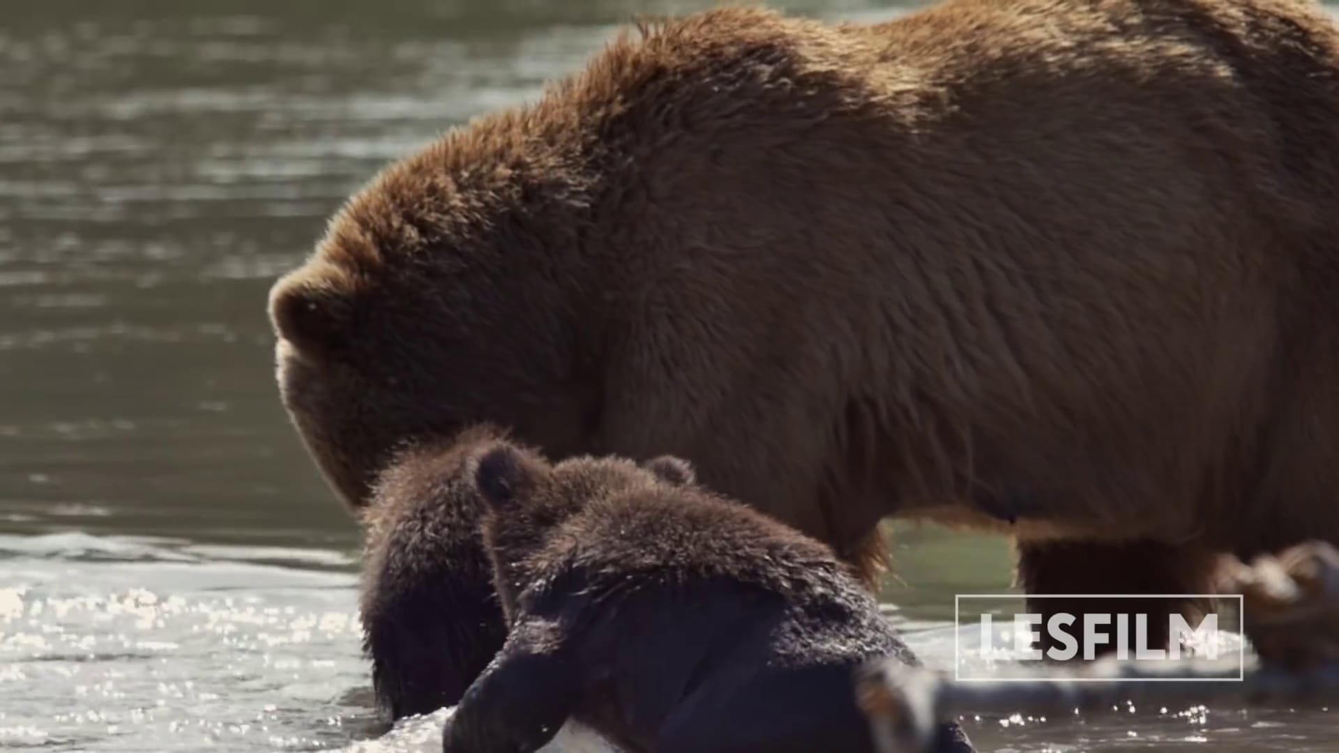 movie Kamchatka Bears. Life Begins Image