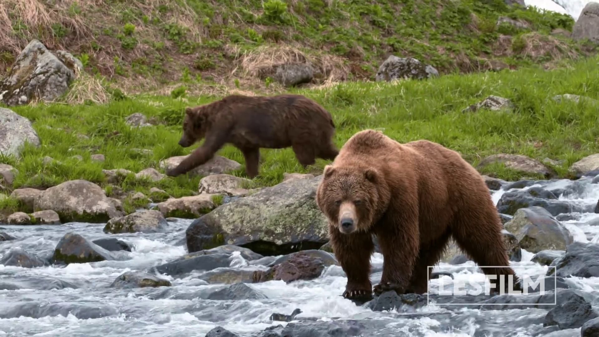 movie Kamchatka Bears. Life Begins Image