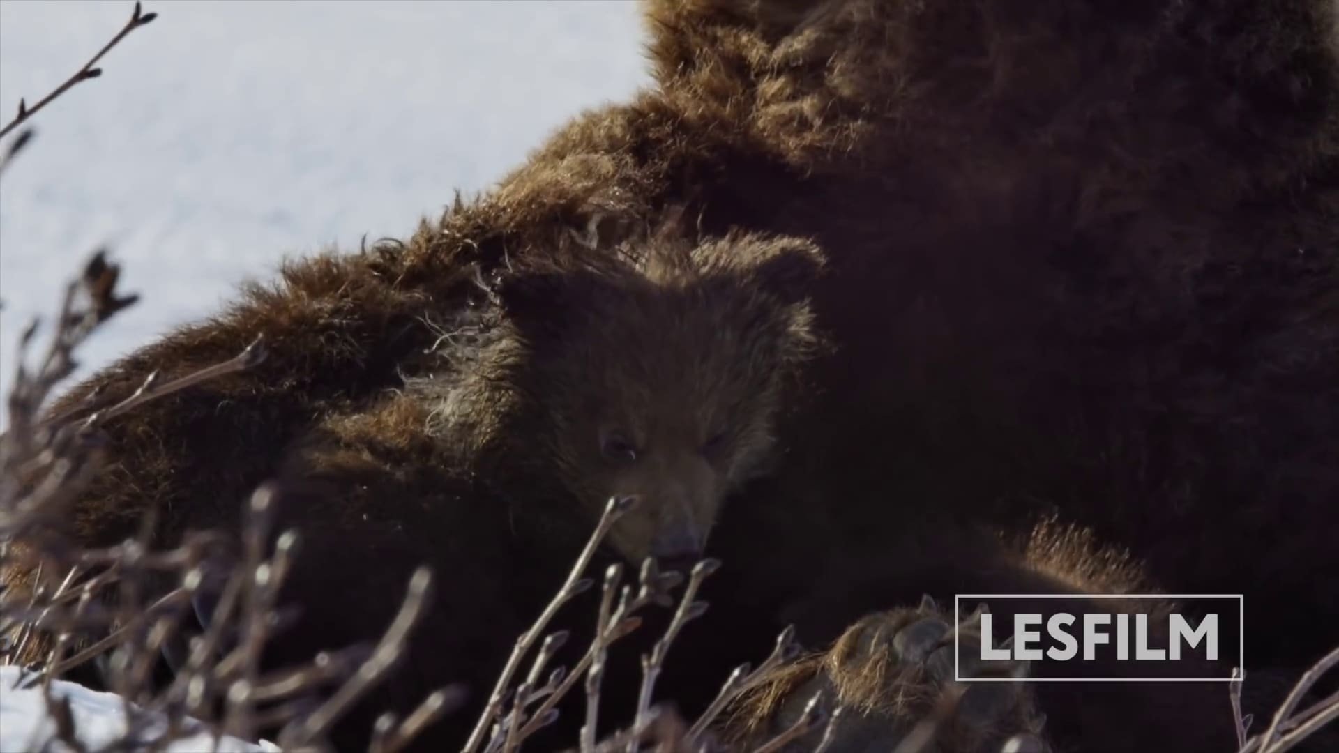 movie Kamchatka Bears. Life Begins Image