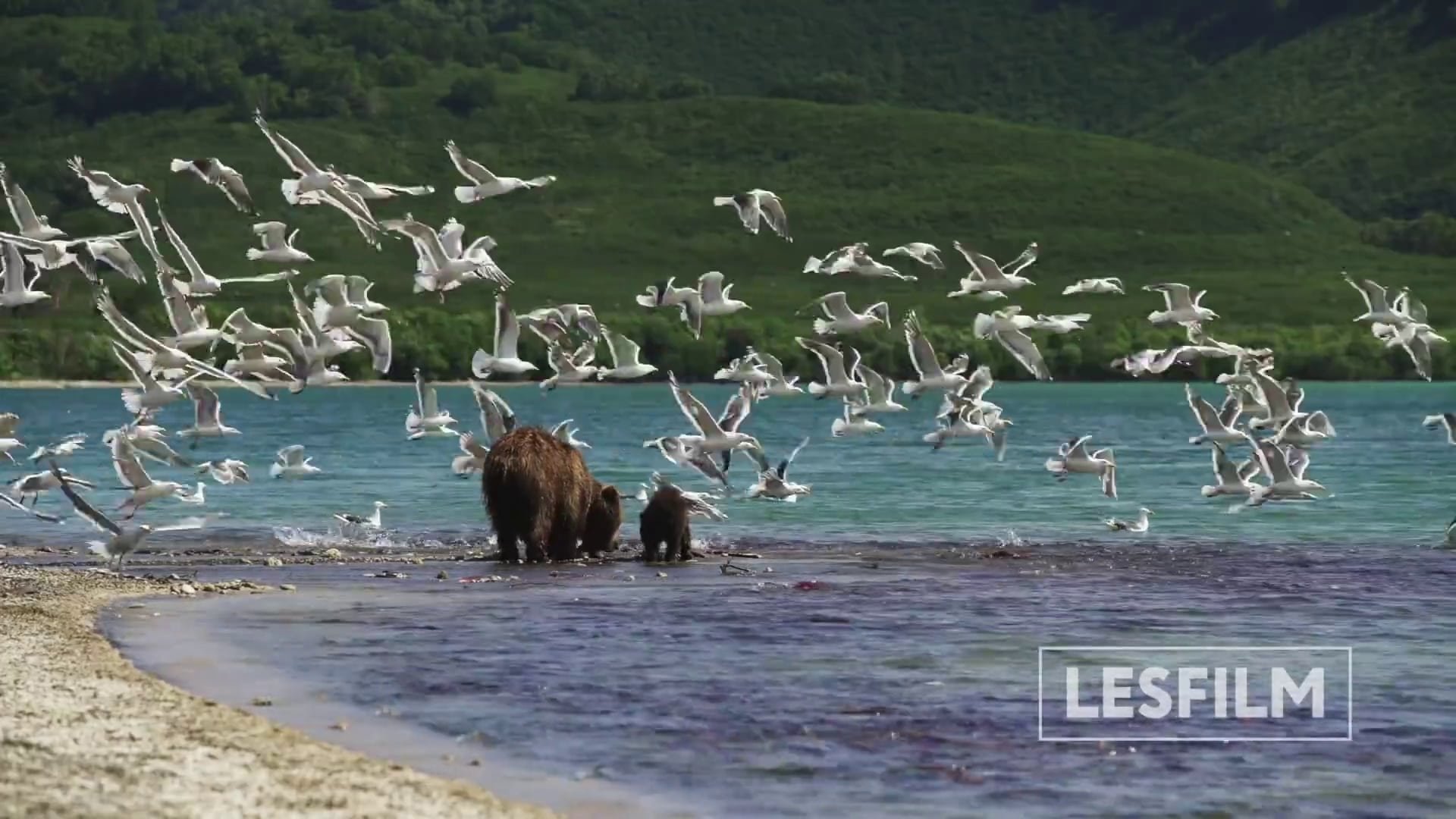 movie Kamchatka Bears. Life Begins Image