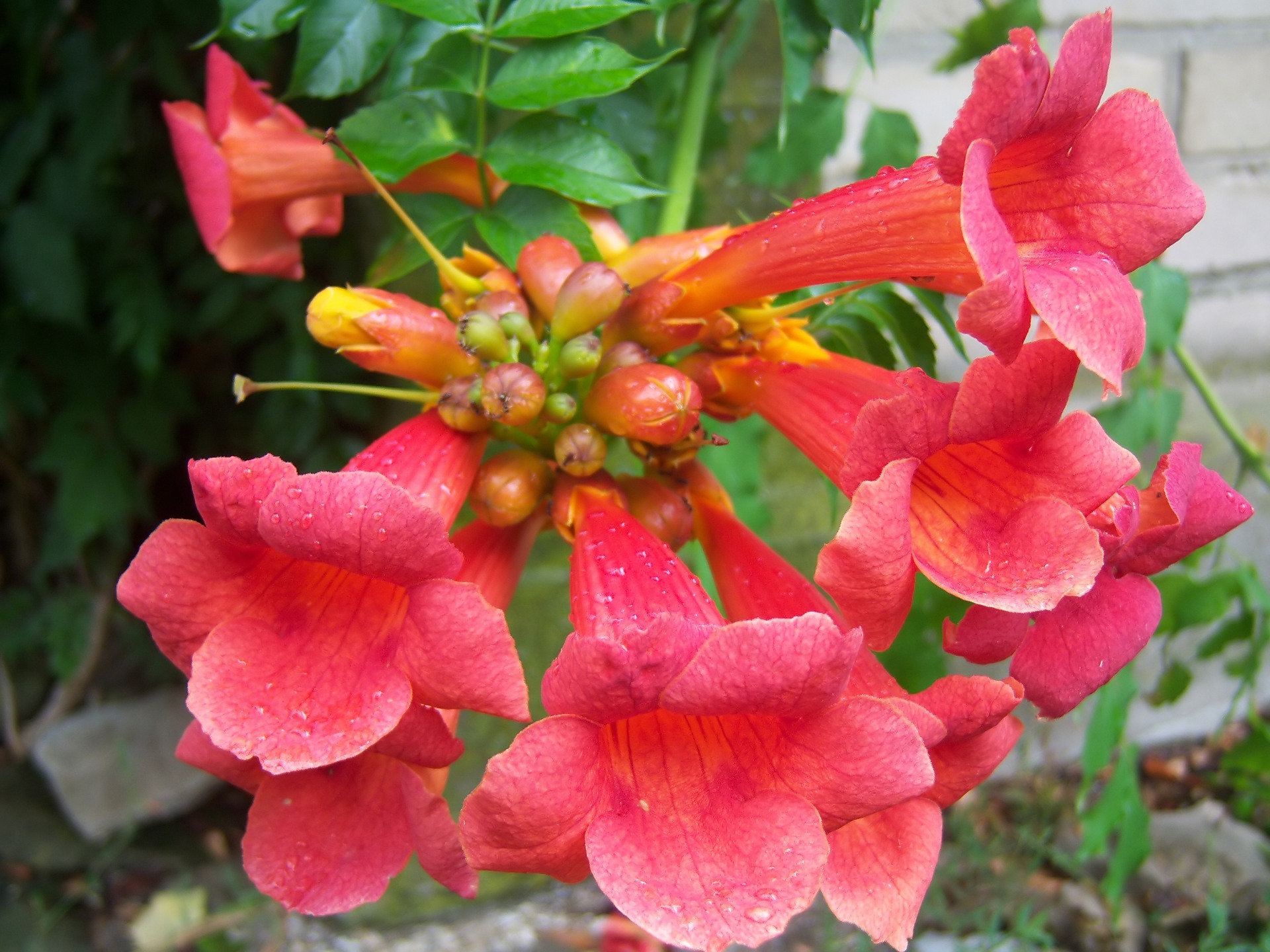 Текома растение фото и описание сорта фото