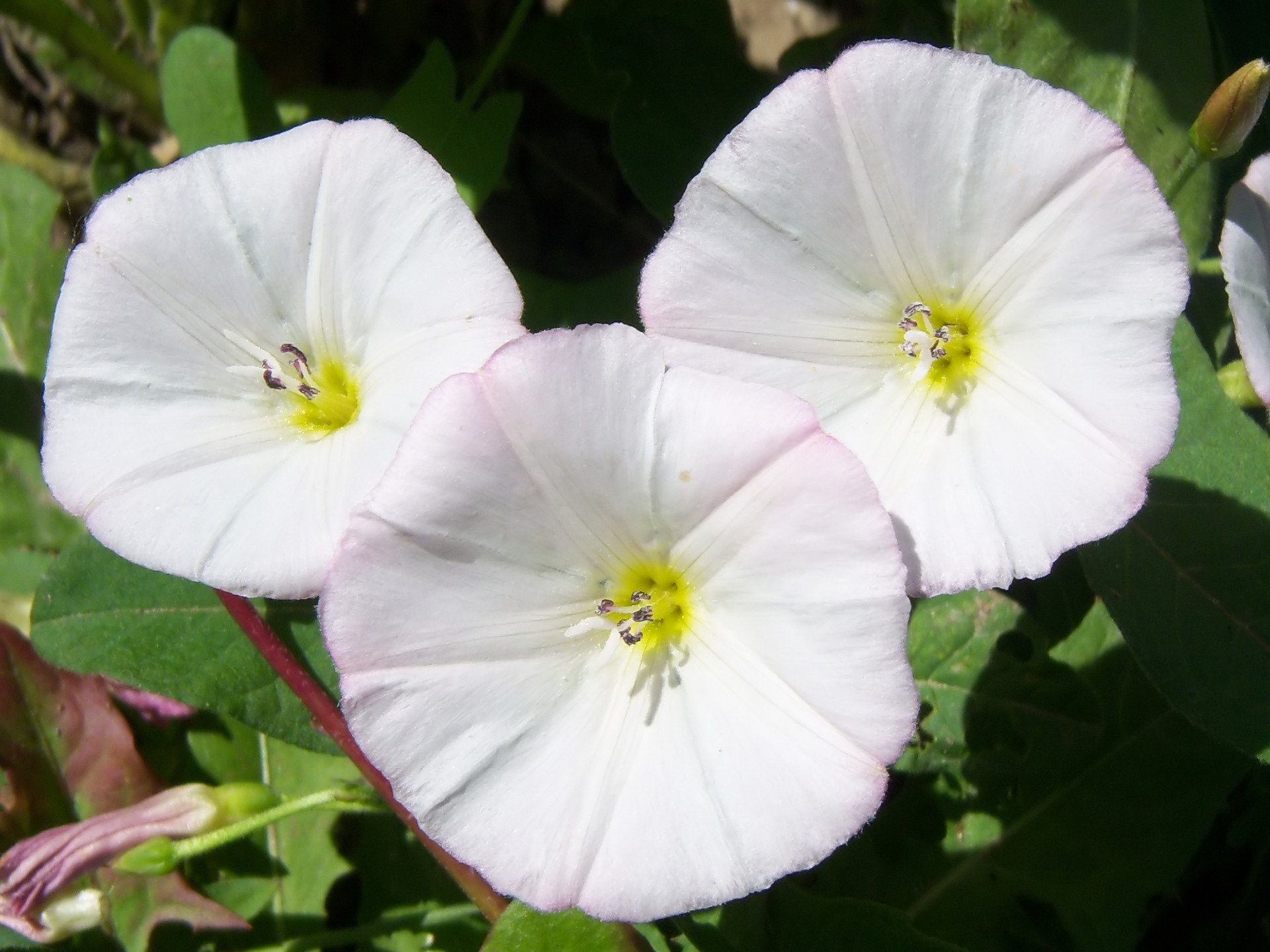 nature Bindweed Image