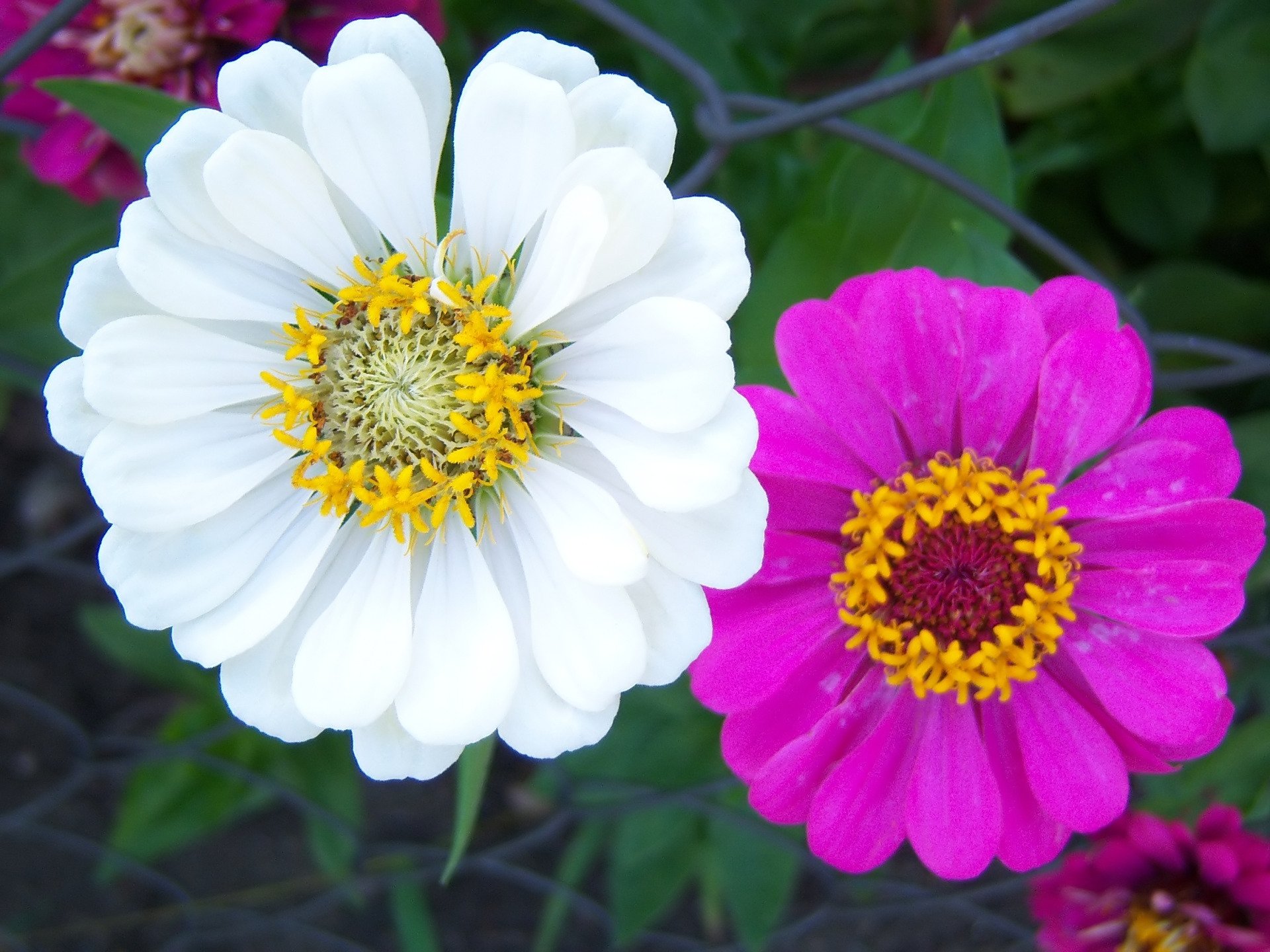 zinnia nature daisy Image