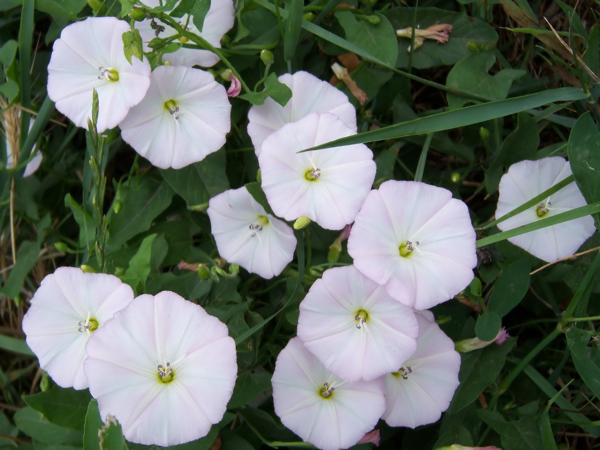 nature Bindweed Image