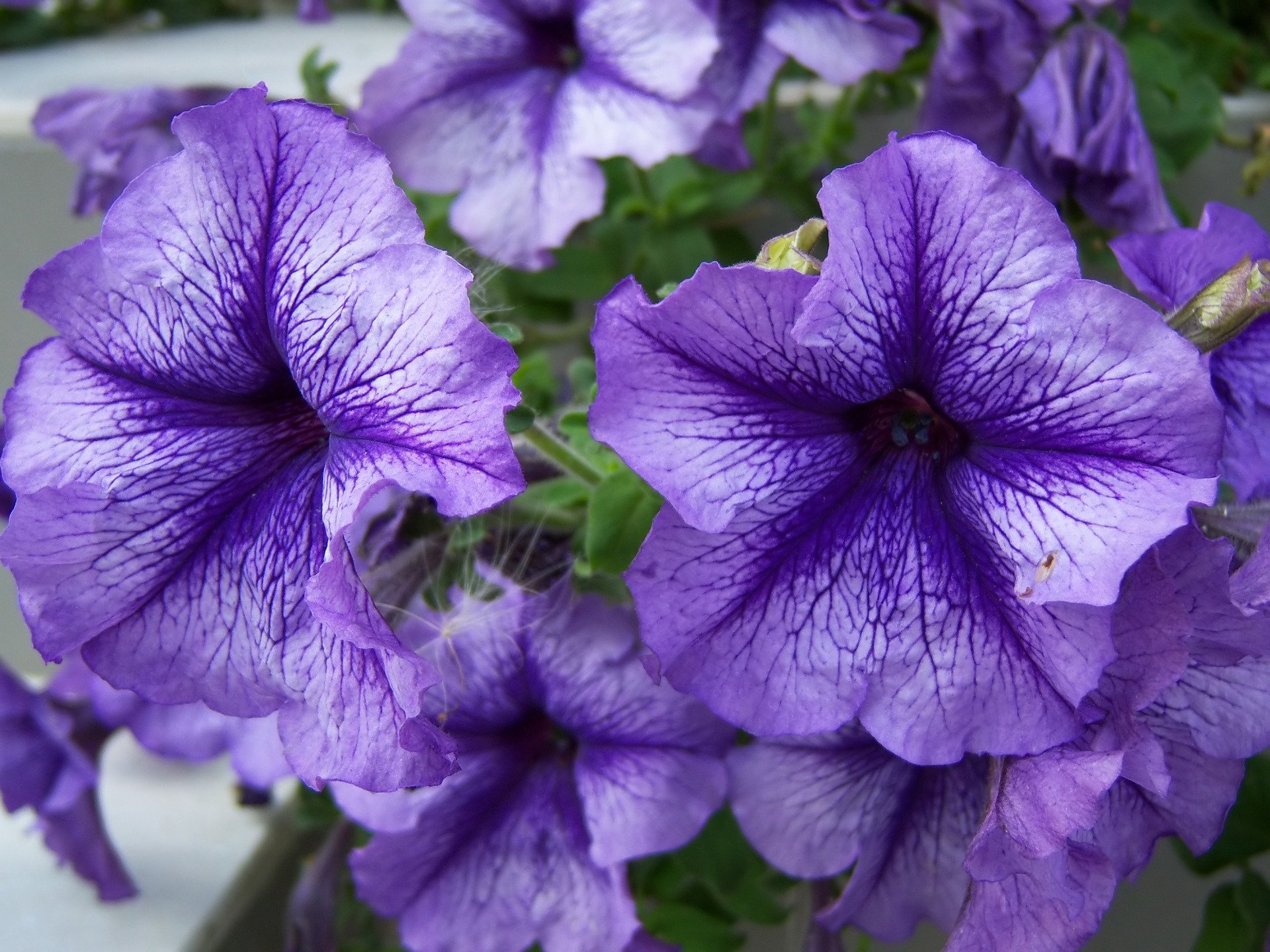nature petunia Image