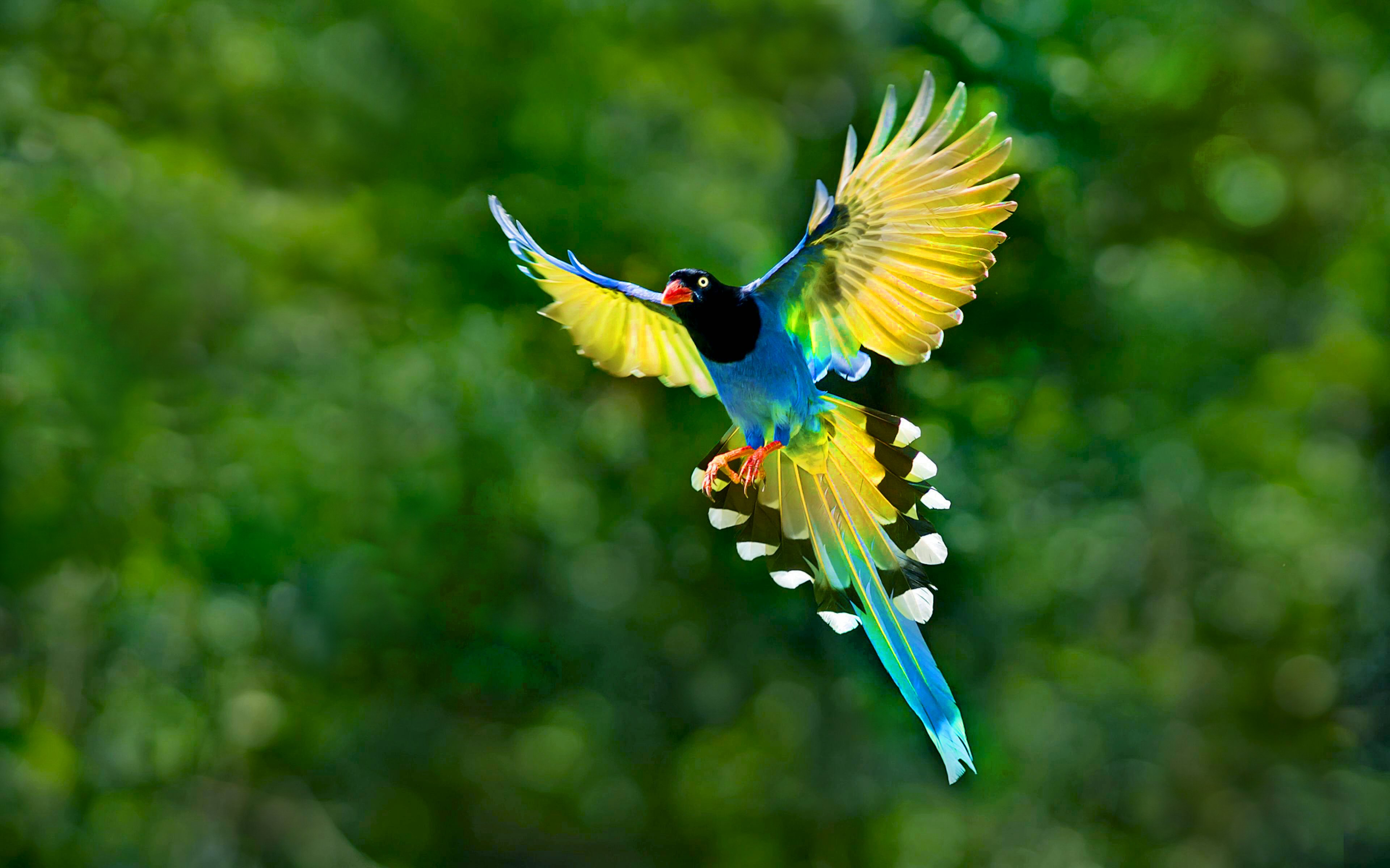 Taiwan Blue Magpie Picture