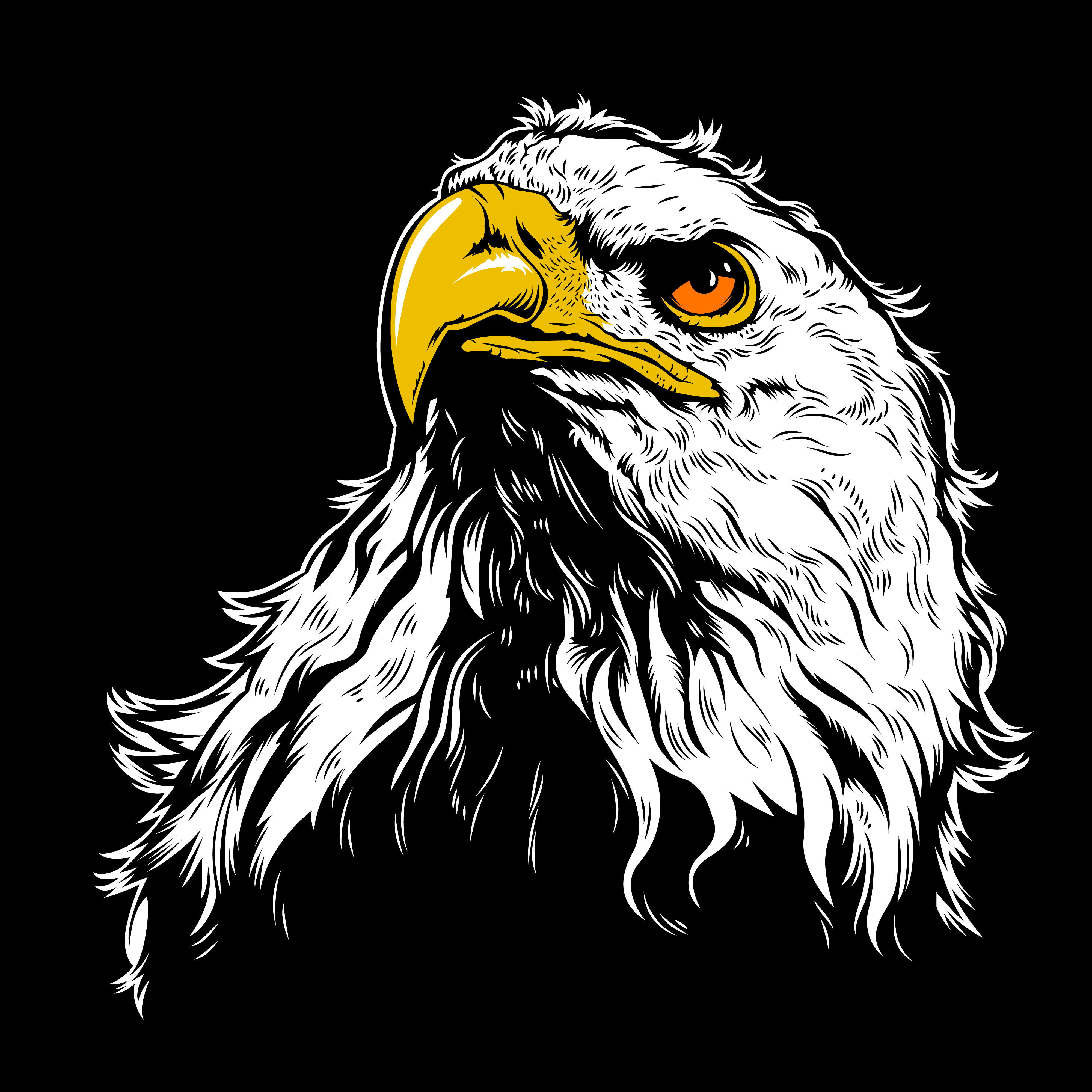 Bald Eagle Picture - Image Abyss