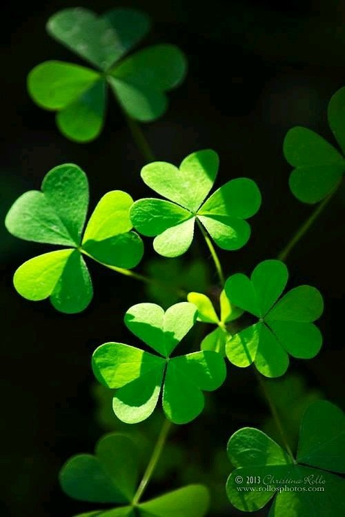 nature clover Image