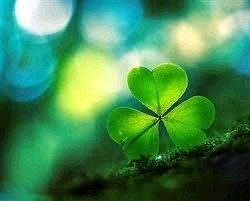 nature clover Image