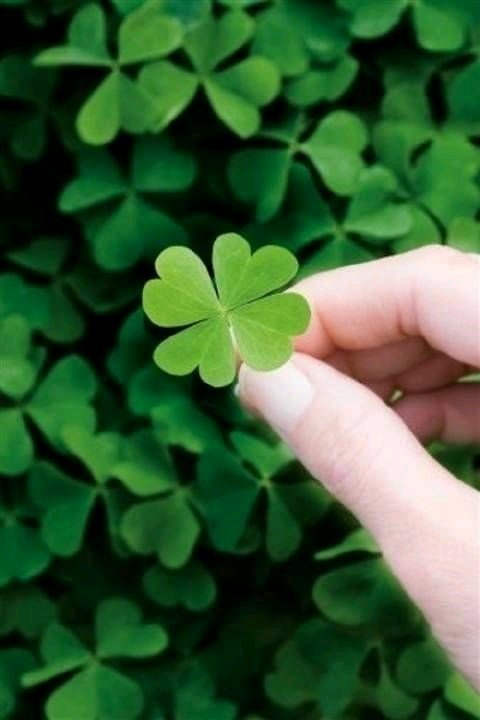 nature clover Image
