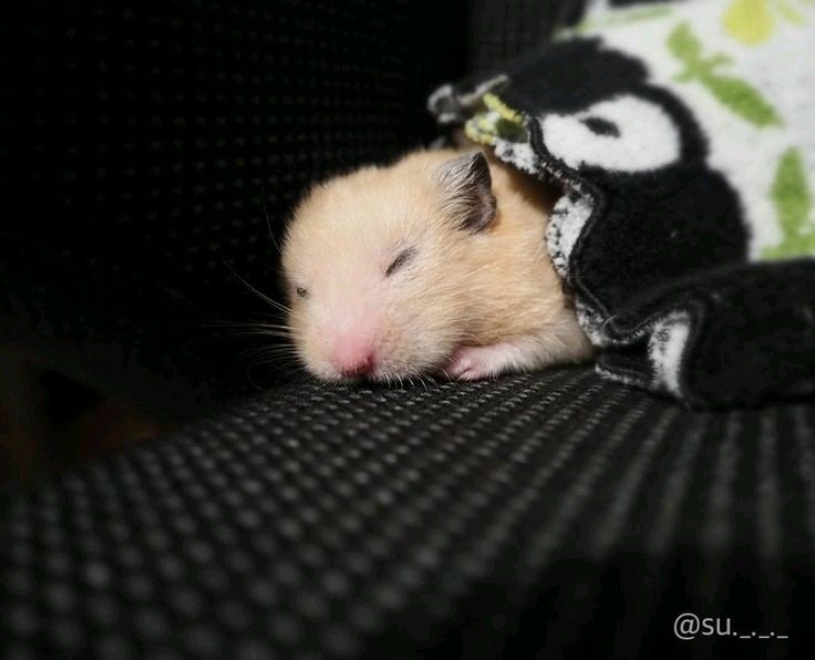 Animal hamster Image