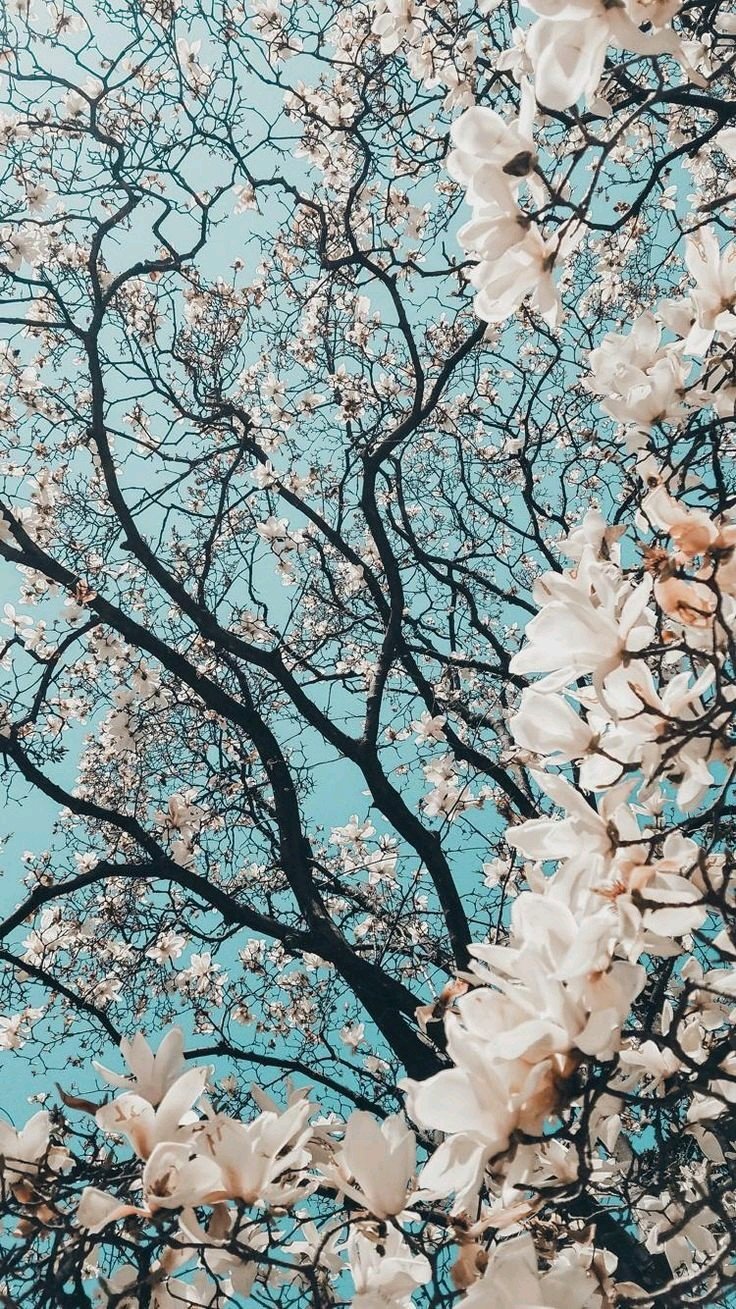 flower nature magnolia Image