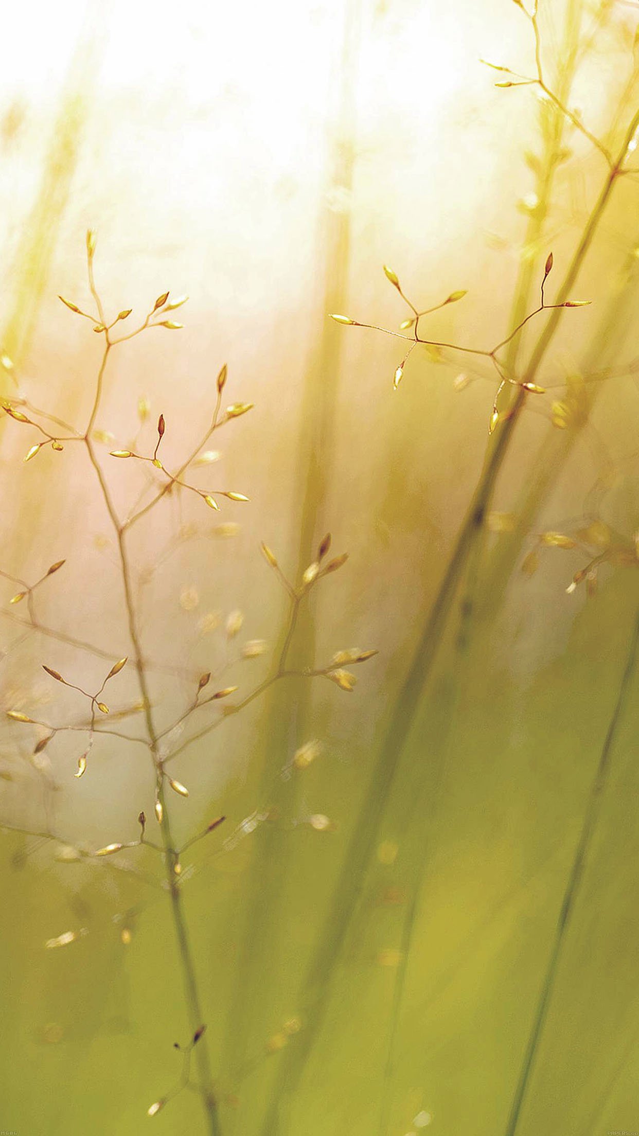 nature grass Image