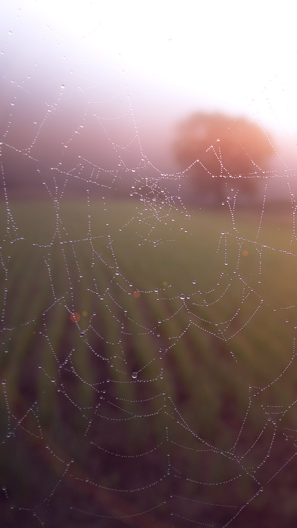 photography spider web Image