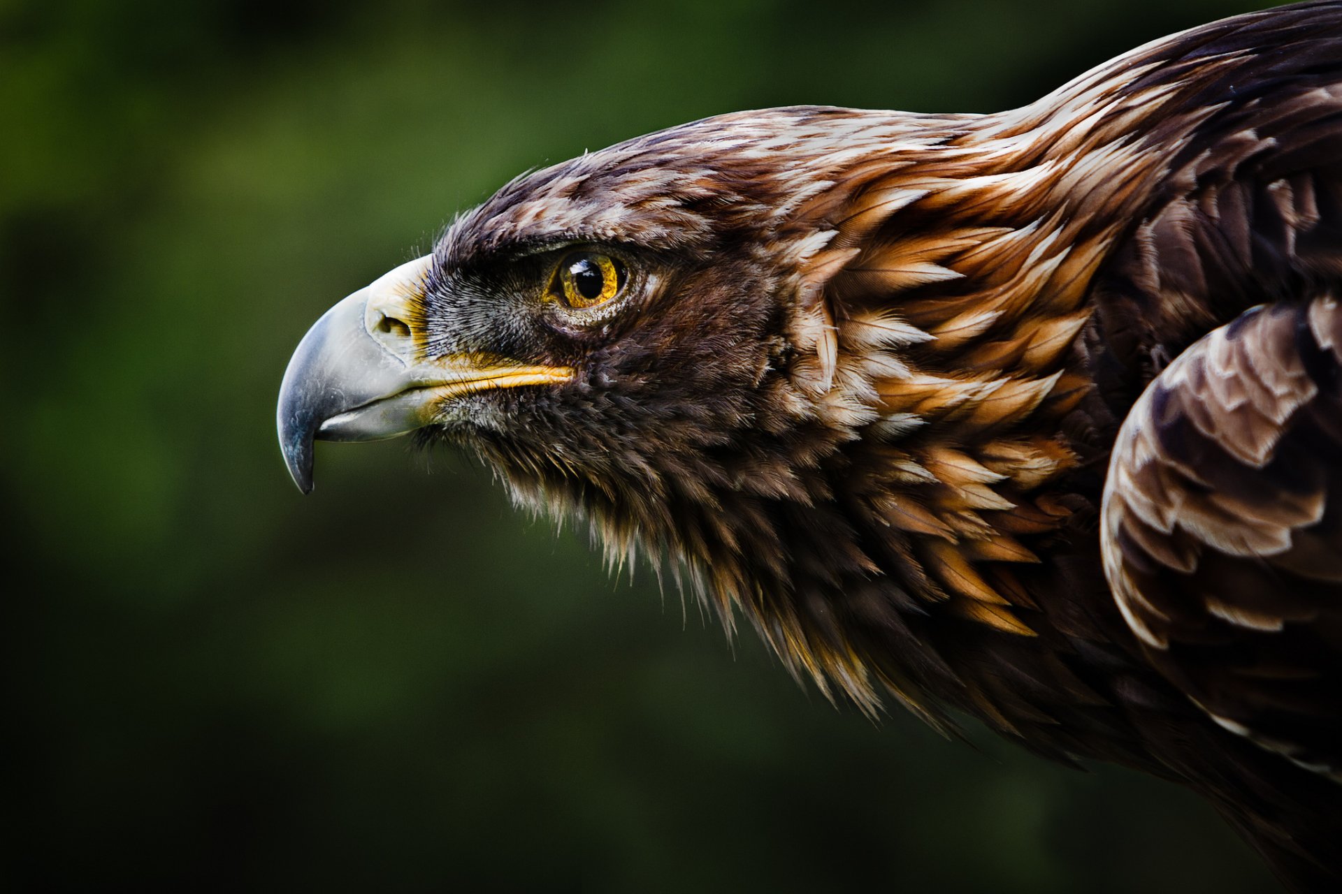 Download Animal Golden Eagle Image