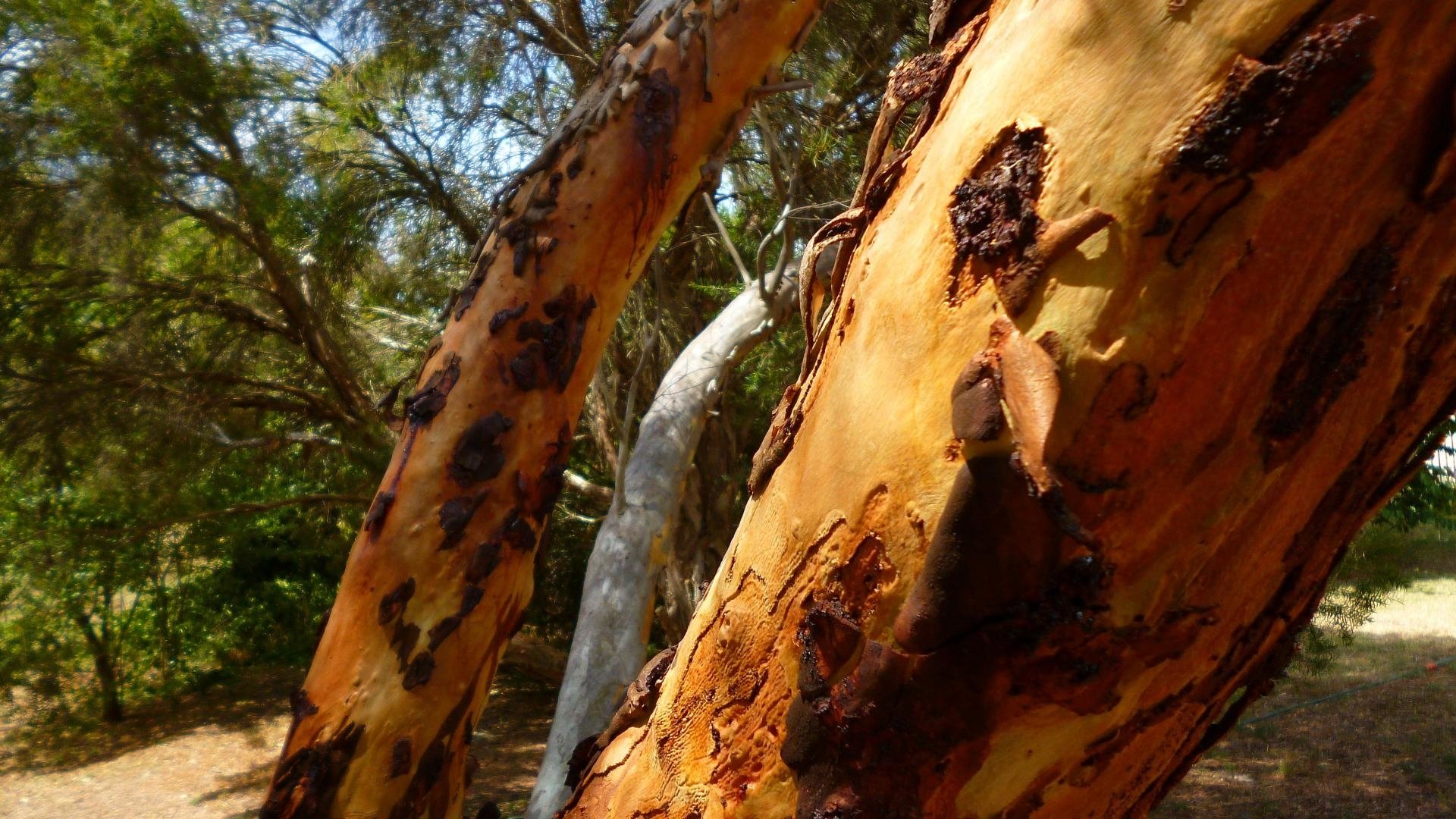 sydney-blue-gum-image-id-224739-image-abyss