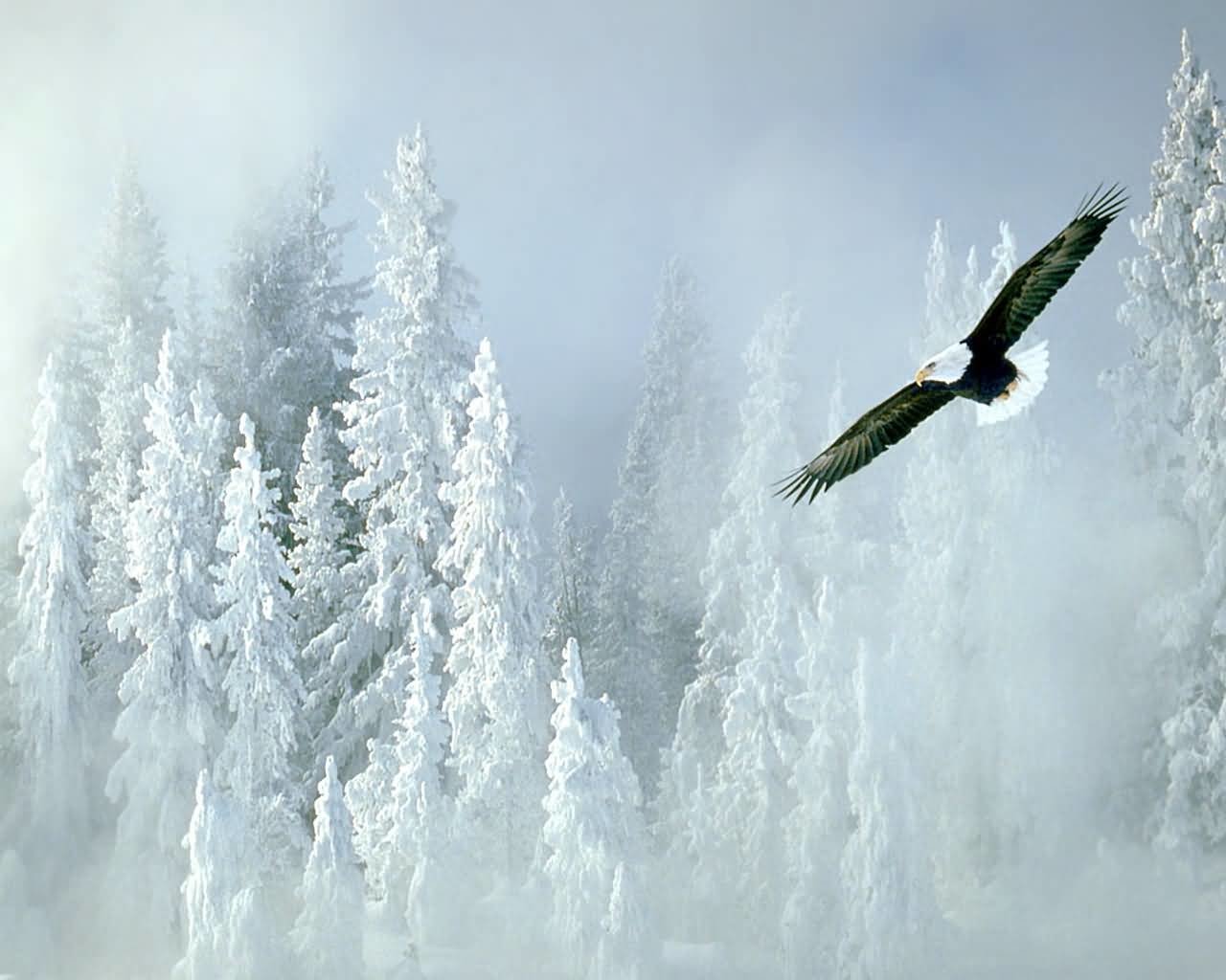 A majestic bald eagle soars through a misty winter landscape, with snow-covered trees standing tall in the background, showcasing the beauty of nature in a serene, icy setting.