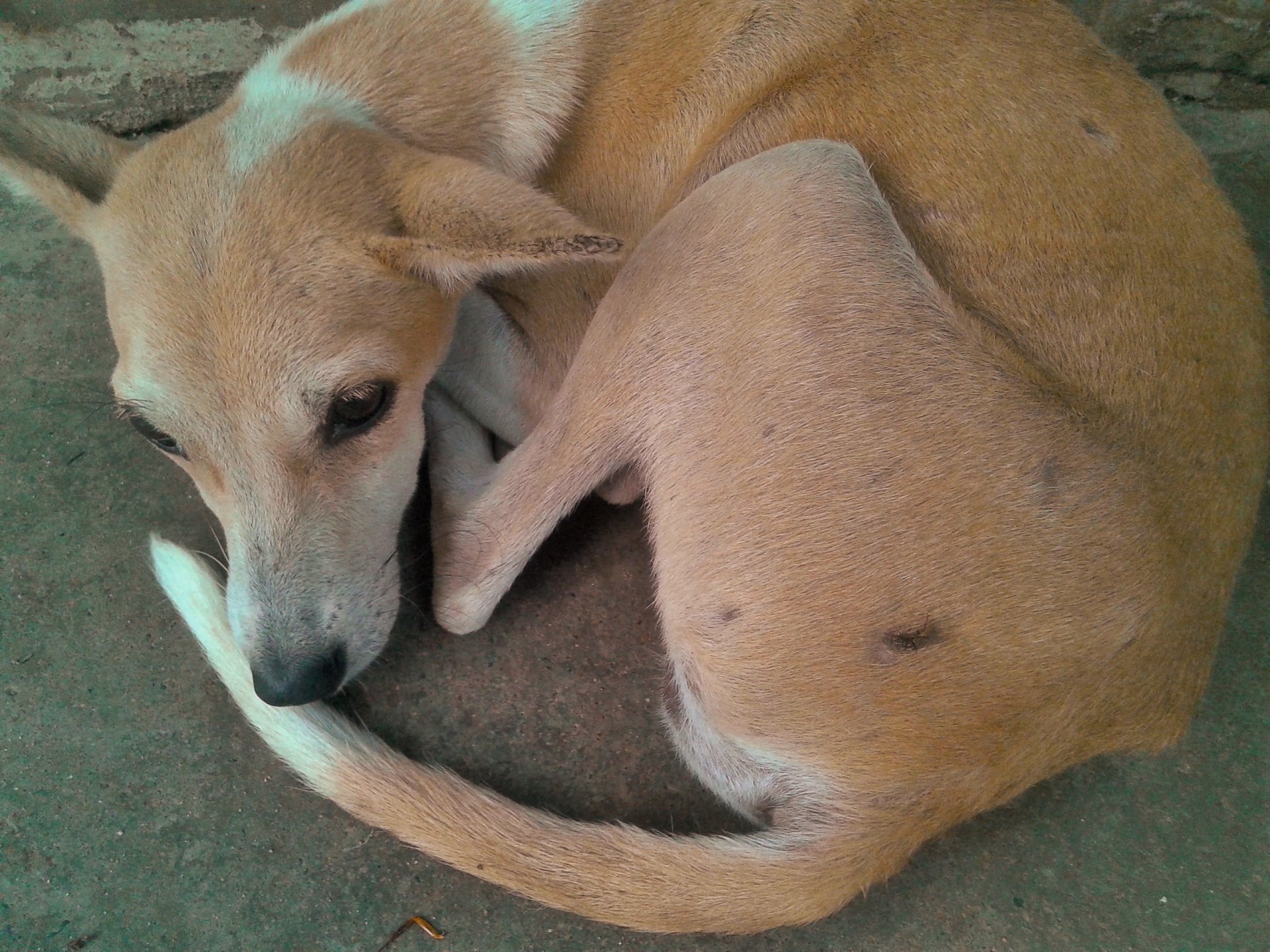 A tan dog, an animal, curled into a tight ball on a concrete floor, tail wrapped around its body, resting with eyes open.