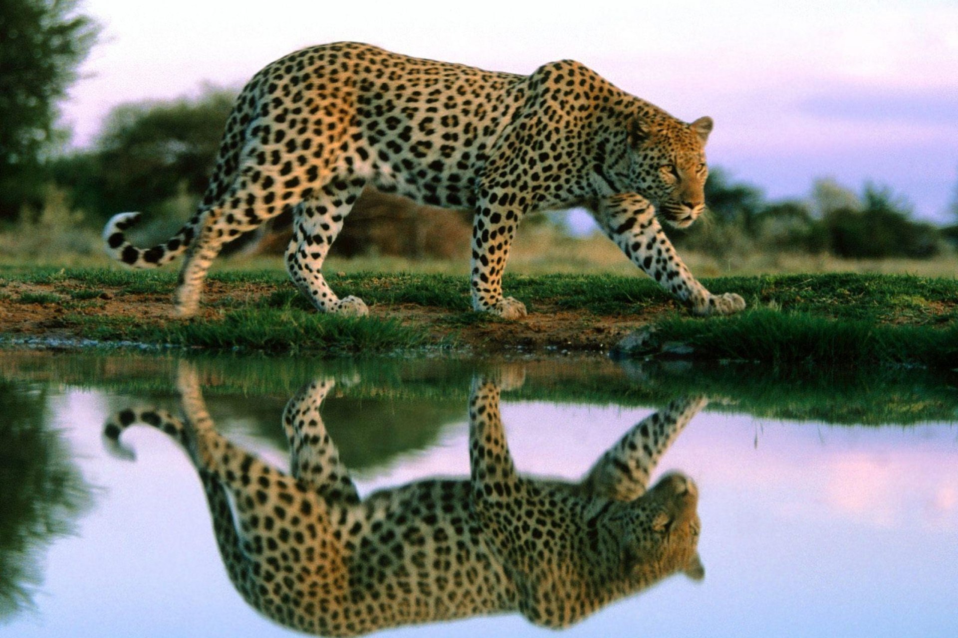 A jaguar walks gracefully alongside a water source, its reflection mirrored in the calm surface, showcasing its distinctive spotted coat against a serene natural backdrop.