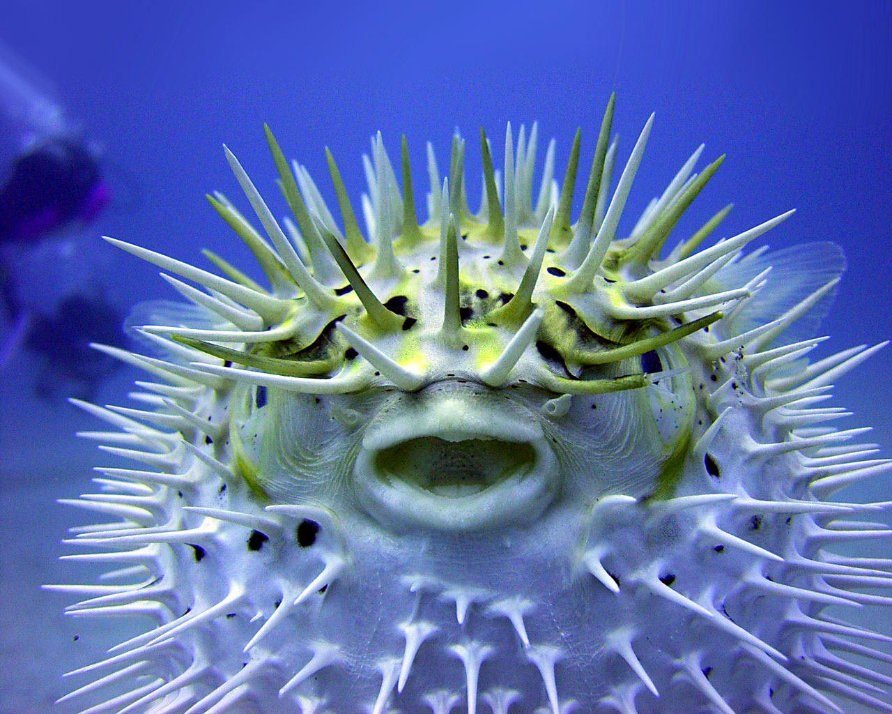 Puh Fish Pufferfish Picture - Image Abyss