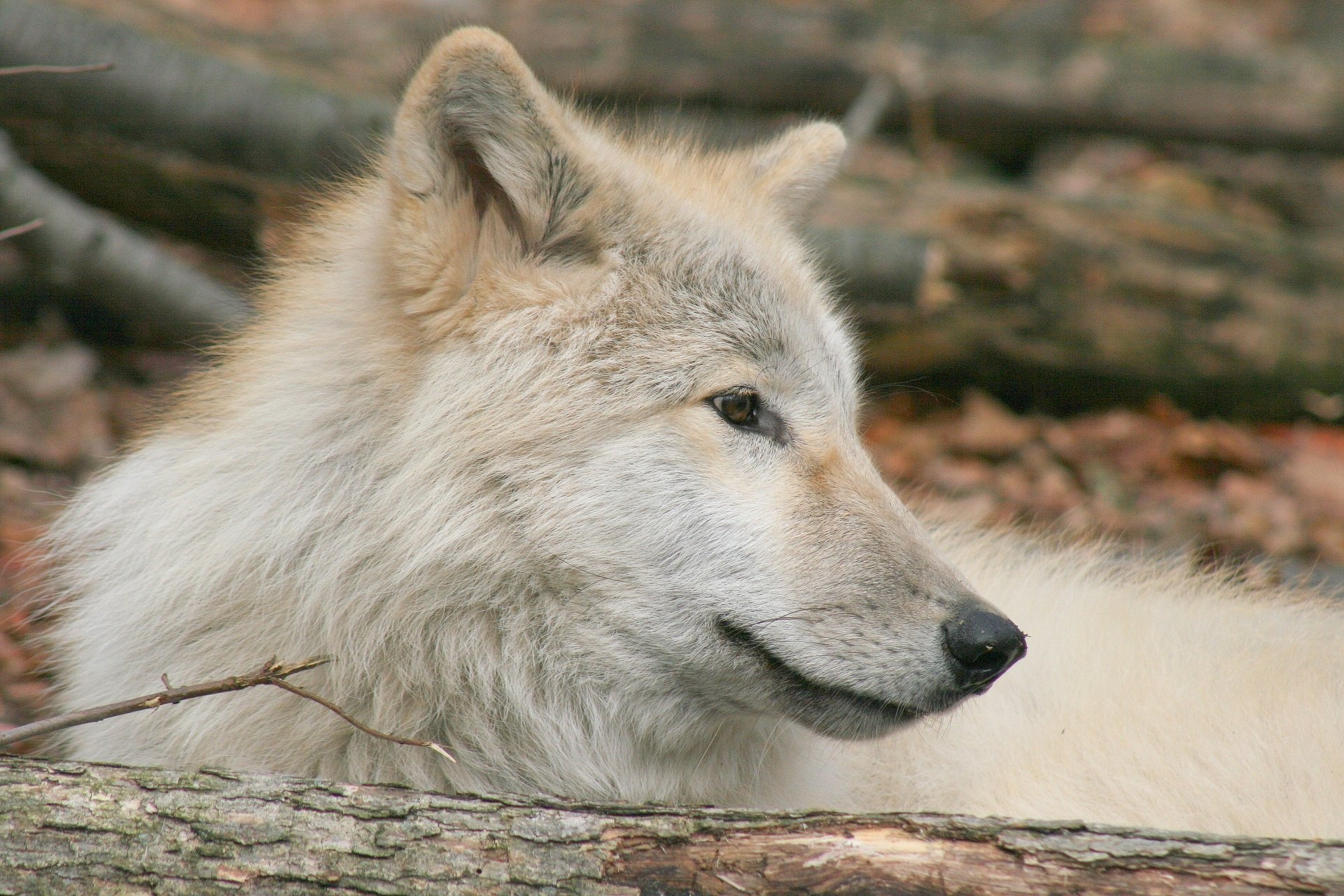 Animal wolf Image