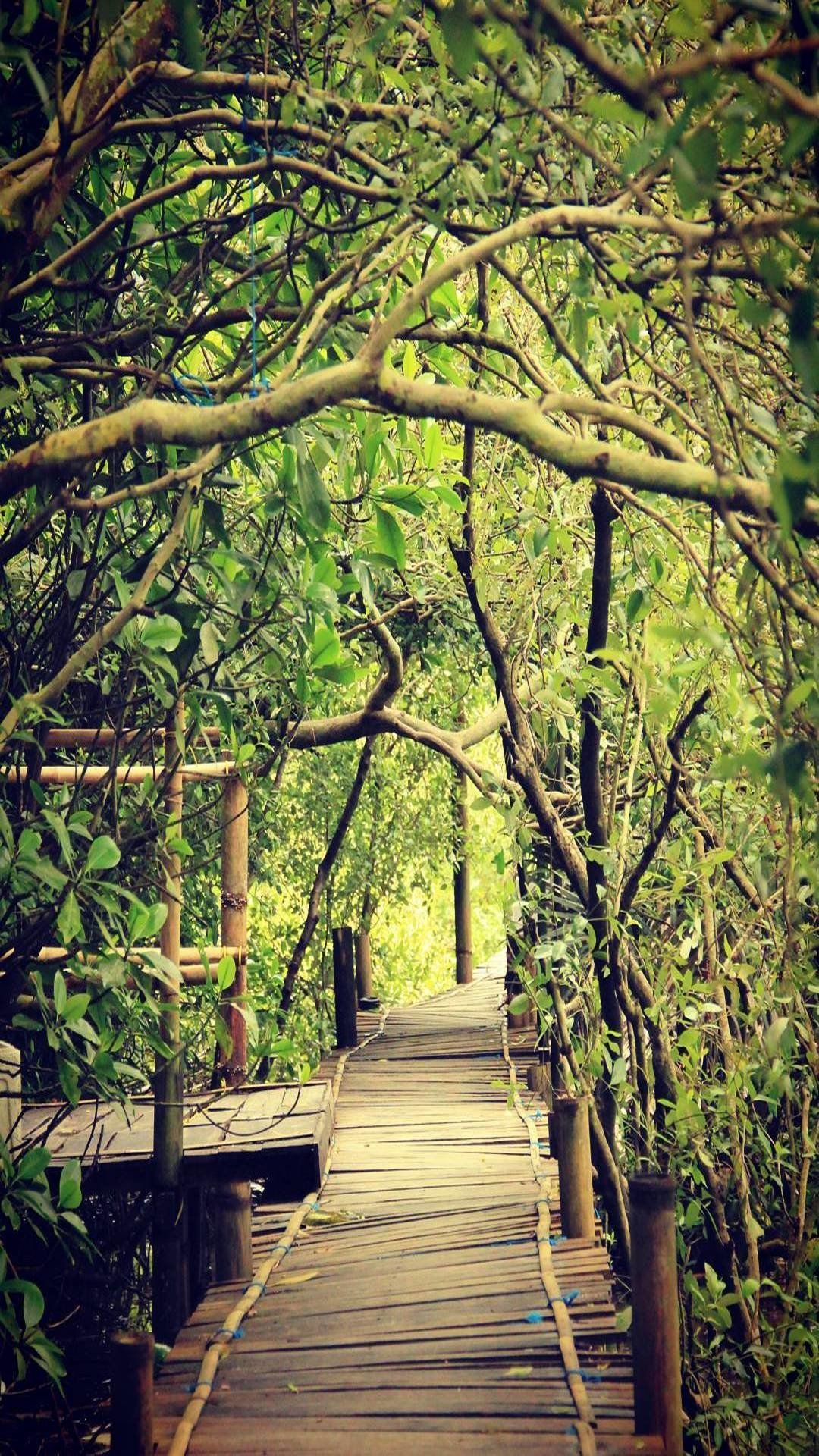  Mangrove