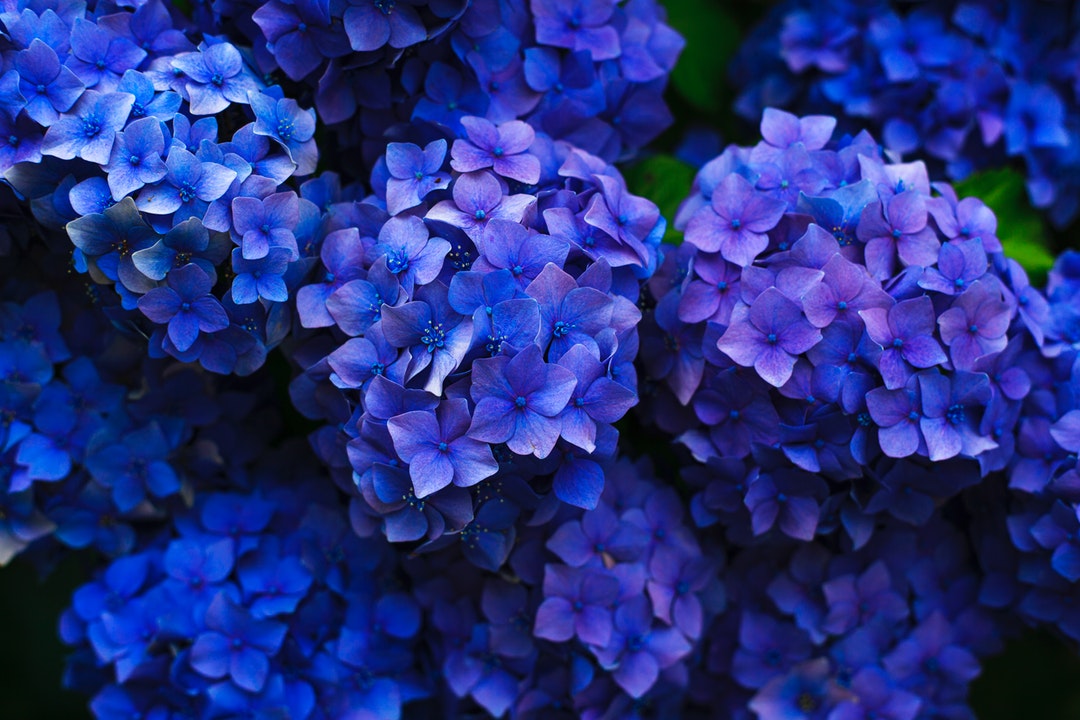 Hydrangea Picture - Image Abyss