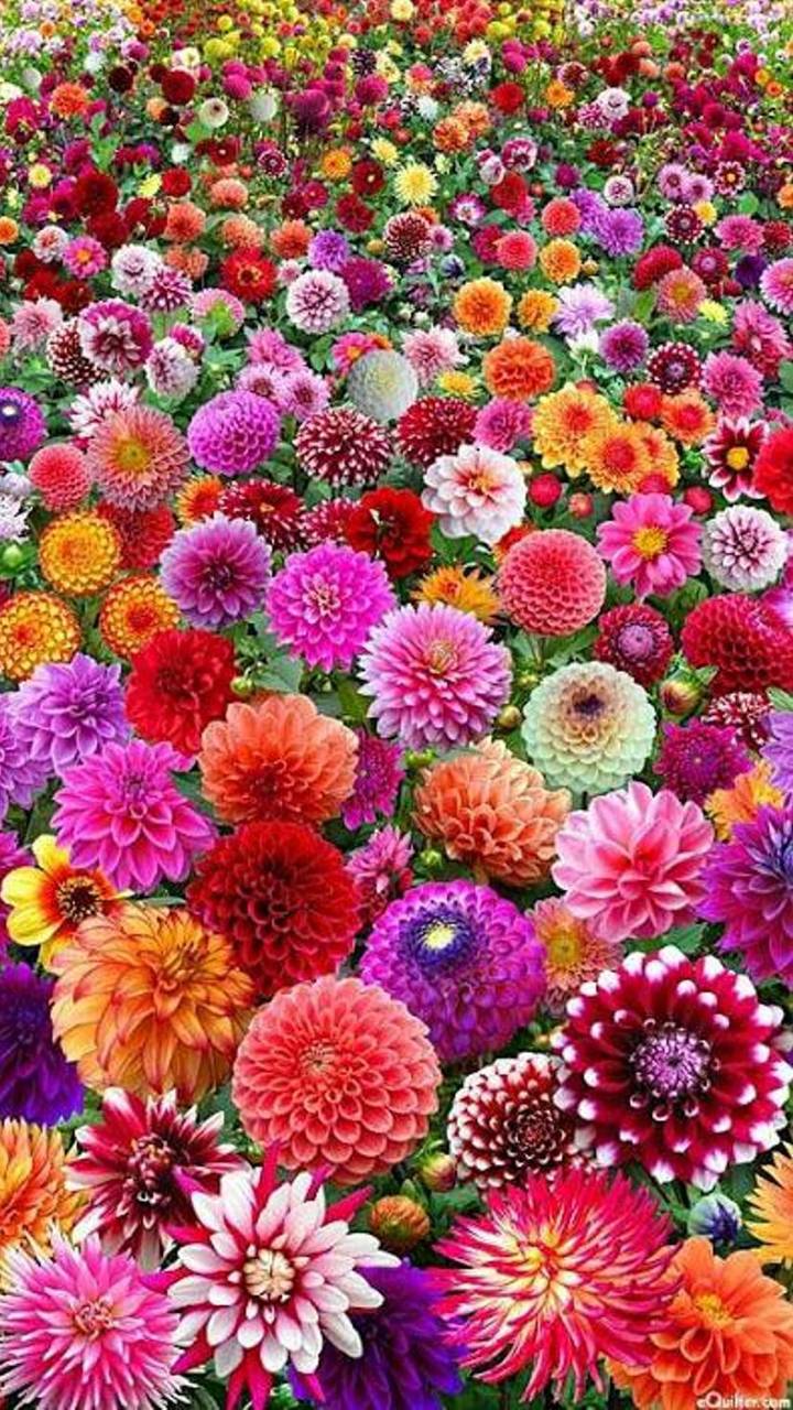 Beautiful Dahlias Image Abyss
