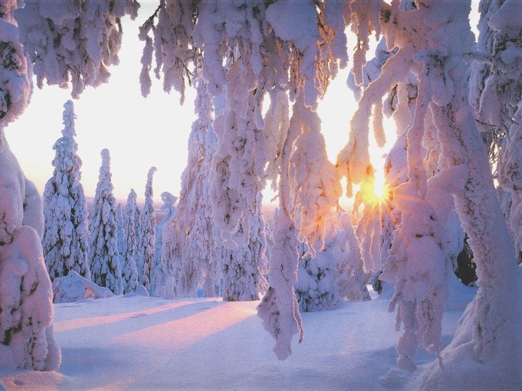 Sunlight filters through snow-laden trees in a serene winter landscape, casting a warm glow on the untouched white snow, creating a stunning display of nature's beauty.